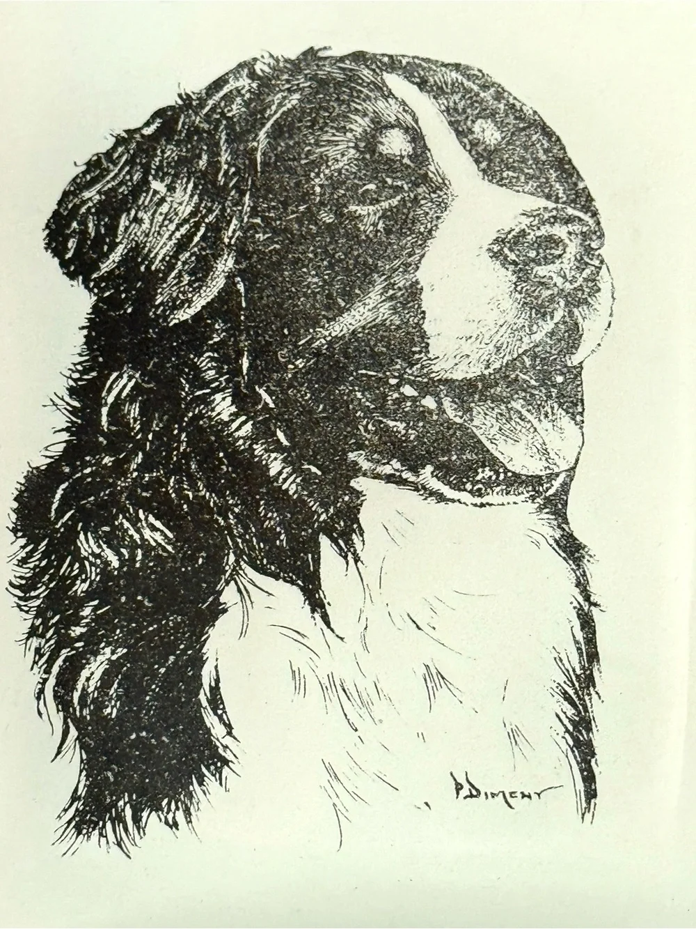 P. Dimeny 70’s Vintage Bernese Mountain Dog Portrait Glass Trinket Tray